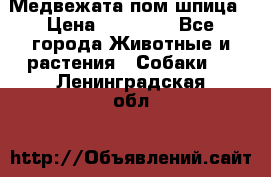 Медвежата пом шпица › Цена ­ 40 000 - Все города Животные и растения » Собаки   . Ленинградская обл.